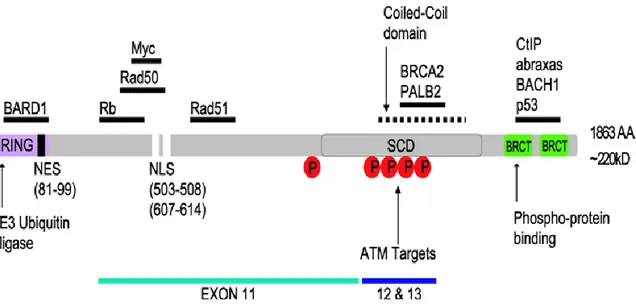 Figure 10.  Structure primaire de la protéine BRCA1 (Clark et al. 2012)