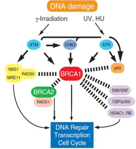 Figure 11.  Fonction de la protéine BRCA1 en réponse aux dommages de l’ADN.  (Yoshida et al; 2012) 