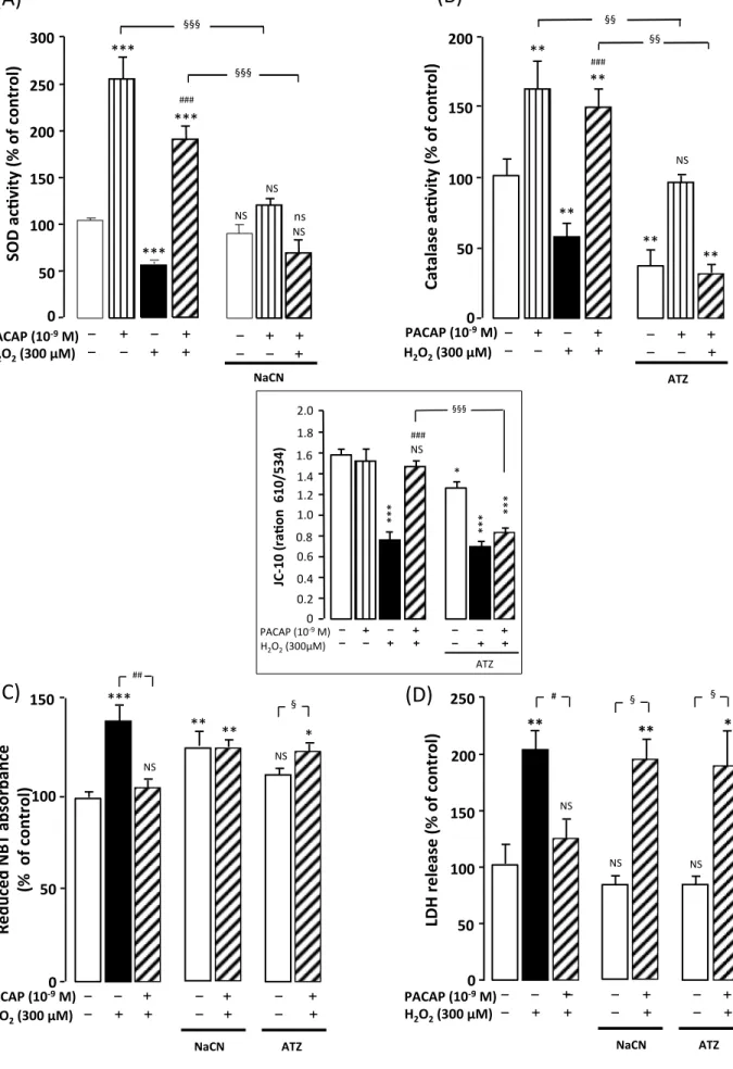 Figure	8	 Douiri		S.	et	al.	NaCN	0	1.0	1.6	2.0	PACAP	(10-9	M)	H2O2	(300µM)	JC-10	(ra[on		610/534)	1.8	1.4	1.2	0.8	0.6	0.4	0.2	***	ATZ	***	*	***	###	NS	§§§	(B)	§§	0	50	100	150	200	H2O2	(300	µM)	Catalase	ac[vity	(%	of	control)	**	**	ATZ	**	**	NS	**	###	§§	PA