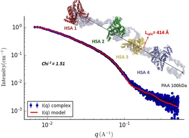 Figure 9. Superimposition of SAXS data of the HSA-PAA complex and the SAXS data compatible model calculated with the  program Bunch
