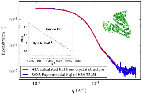 Figure 1. Experimental SAXS scattering intensity I(q) of HSA 75 µM (blue line) compared to the SAXS intensity calculated with  CRYSOL from HSA crystal structure 6EZQ (red curve)