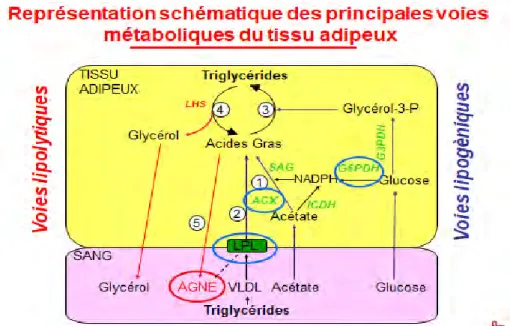 Figure  10.  Représentation  schématique  des  principales  voies  métaboliques  du  tissu  adipeux