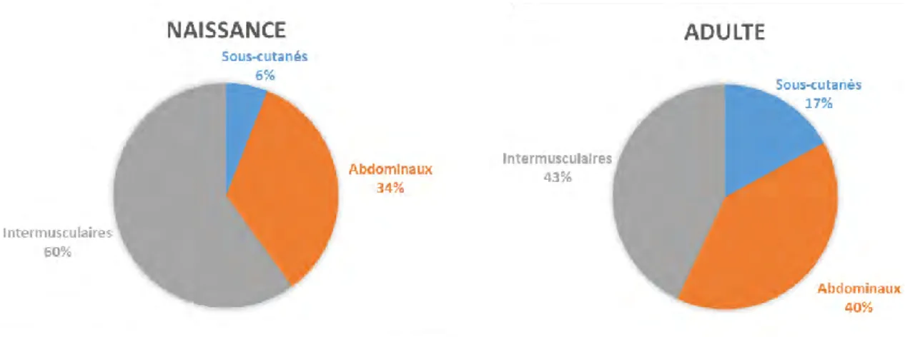 Figure  13.  Evolution  du  dépôt  des  tissus  adipeux  en  fonction  de  l’âge  chez  les  bovins  (adapté  de  Robelin et Casteilla, 1990)
