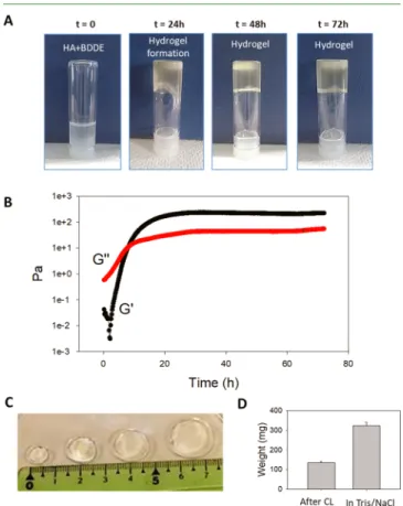 Figure 2. HA hydrogel preparation and characterization. (A) Monitoring of the HA gelation when BDDE is added to produce the hydrogel