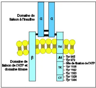 Figure 12 : Récepteur de L’insuline (D’après Henri, 2011). JM : domaine juxtamembranaire ; TK : domaine tyrosine kinase; CT : domaine C-terminal.