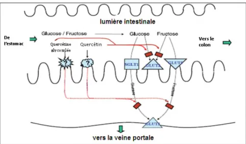 Figure 19 : Inhibition de l’absorption intestinale du glucose et du fructose sous l’effet de la quercétine sur les GLUT2 (D’après Kwon et al., 2007) .
