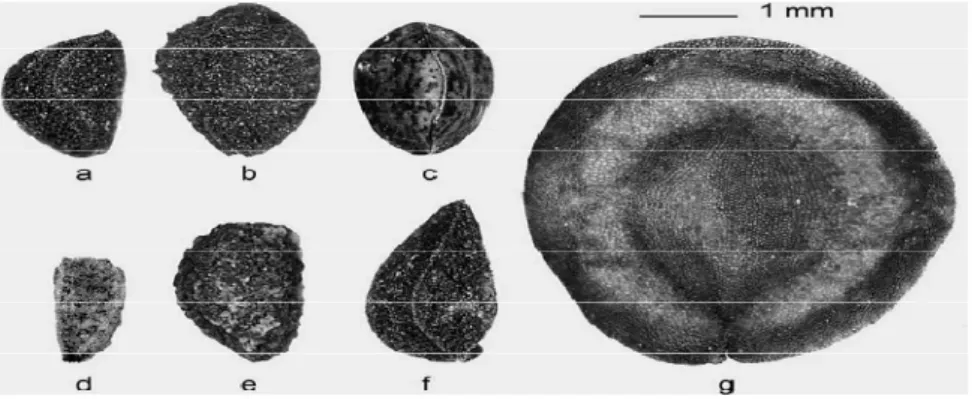 Figure 23: Graines de quelques espèces de Nigella ; a : N. arvensis, b : N. damascena, c : N