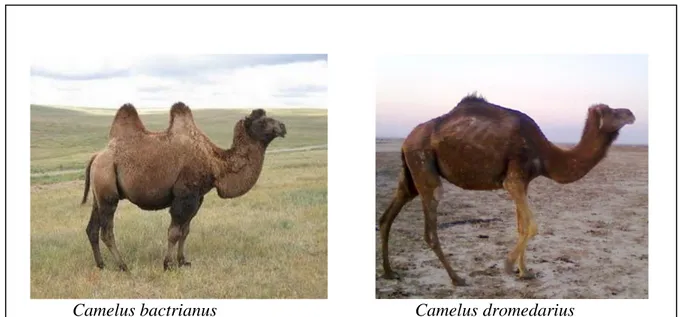 Figure 1. Espèces du genre Camelus. 