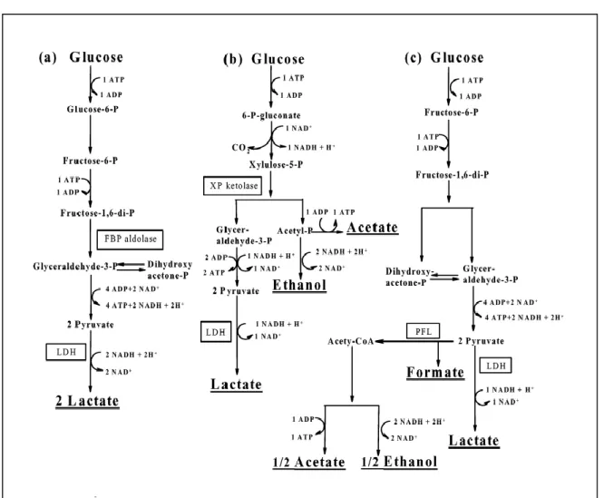 Figure 2. Voies majeures de fermentation chez les bactéries lactiques (Martensson, 2002)