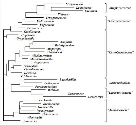 Figure 3. Dendrogramme consensus reflétant les relations phylogénétiques de l’ordre des 