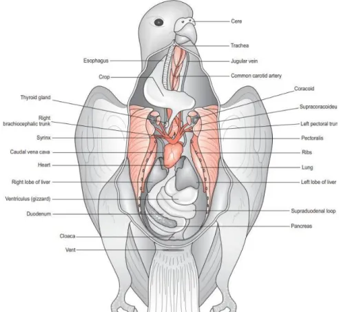 Figure 1 : Vue ventrale de l’organisation anatomique interne de l'oiseau (O’Malley, 2005) 