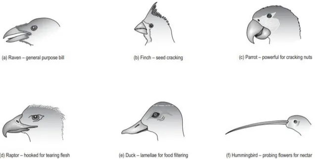Figure 3: Principaux types de becs et espèce associée, (a) corbeau (b) passereaux granivores, (c) perroquet,  (d) rapace, (e) canard, (f) colibri (O’Malley, 2005) 