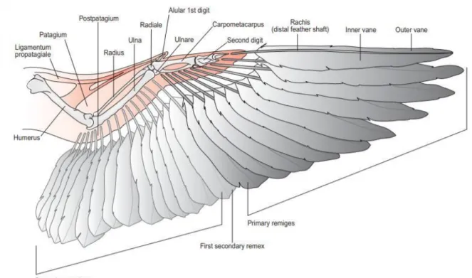 Figure 4 : Insertion des rémiges primaire et secondaires au niveau des ailes de l'oiseau (O’Malley, 2005) 