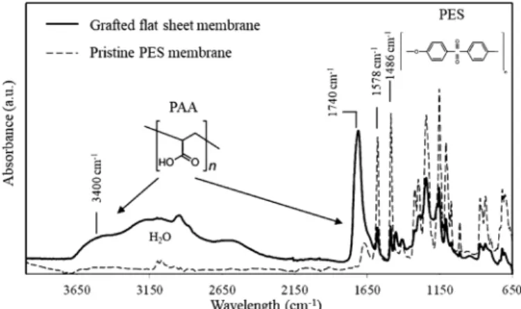 Fig. 2. SEM cross-section micrographs of: a) functionalized flat-sheet mem-