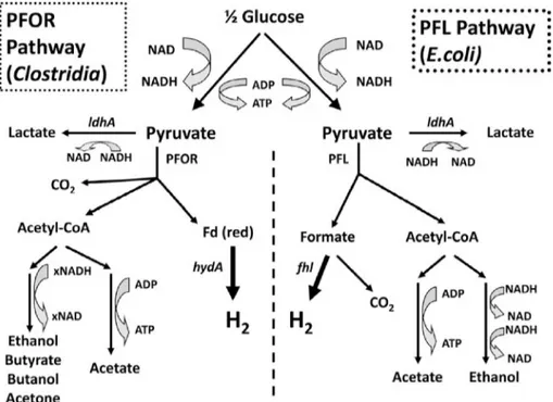 Fig. 4. Metabolic pathways within the hydrogen dark fermentation (Reprinted from Ref. [ 81 ]