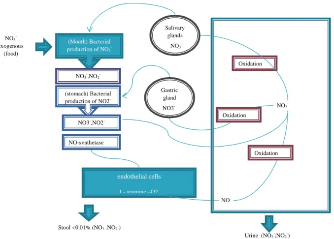 Figure 1: Endogenous biosynthesis of nitrate endothelial cellsL- arginine +O2 NO-synthetase NO  NO 2 - Oxidation  
