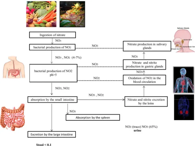 Figure 3: Toxico- kinetics of nitrates and nitrites in human body 