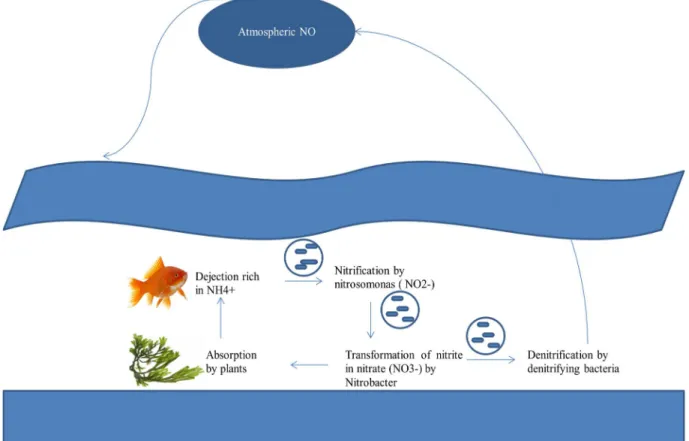 Figure 4 : Nitrate cycle in water 