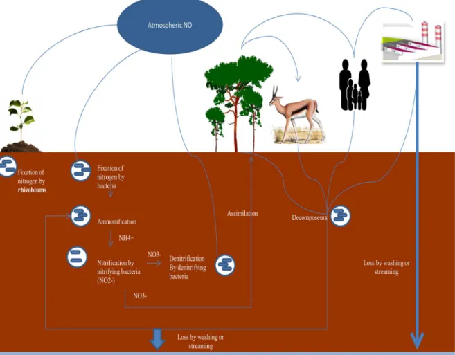 Figure 5: Nitrogen cycle 