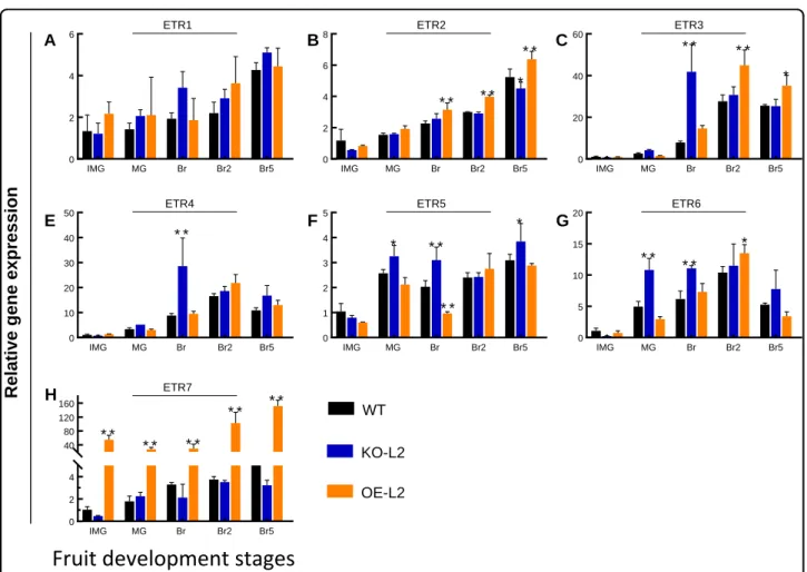 Fig. 6 a Ethylene production at different fruit stages in tomato lines altered for the SlETR7 expression
