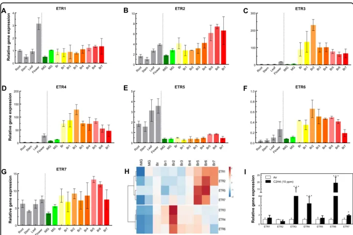 Fig. 1 Gene expression pro ﬁle of ETRs in tomato. a–g Total RNA was isolated from different tissues (root, stem, leaf, and ﬂower) and fruit pericarp + skin at different development stages (IMG, immature green; MG, mature green; Br, breaker; Br1, breaker + 