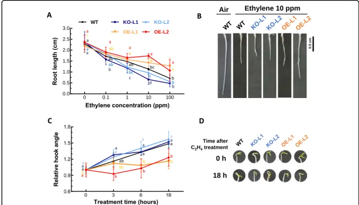 Fig. 3 Effects of SlETR7 mutants on responses to ethylene in etiolated seedlings. a, b Changes in seedling root length of WT, KO-L1, KO-L2, OE-L1 and OE-L2 lines as a function of ethylene concentration