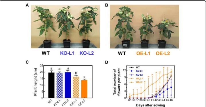 Fig. 4 Effects of SlETR7 mutants on the plant growth and ﬂower transition. a, b Representative WT, KO-L1, KO-L2, OE-L1 and OE-L2 lines after 80 days of cultivation