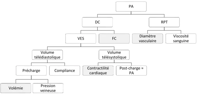 Figure 1 : Facteurs influençant la pression artérielle 