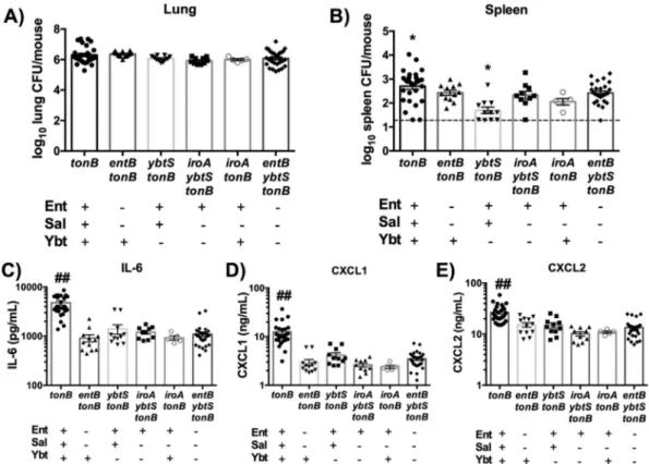 FIG 4 Multiple siderophores are required for bacterial dissemination and IL-6, CXCL1, and CXCL2 secretion