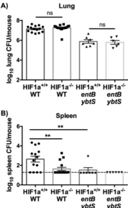 FIG 6 Lung epithelial HIF-1 ␣ is necessary for siderophore-dependent bac- bac-terial dissemination to the spleen