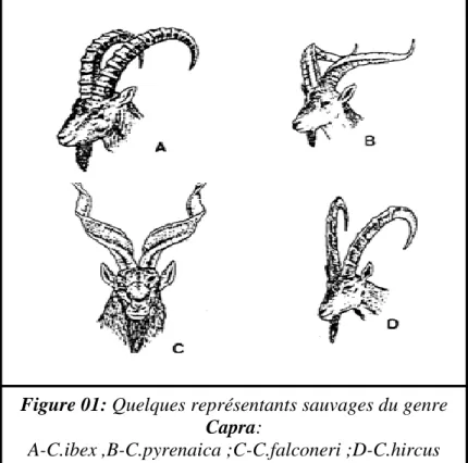 Figure 01: Quelques représentants sauvages du genre  Capra: 
