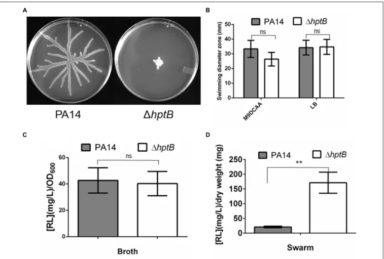 FIGURE 1 | A mutation in the hptB gene affects swarming motility. (A) Swarming motility phenotypes of the wild-type PA14 strain and the 1hptB mutant