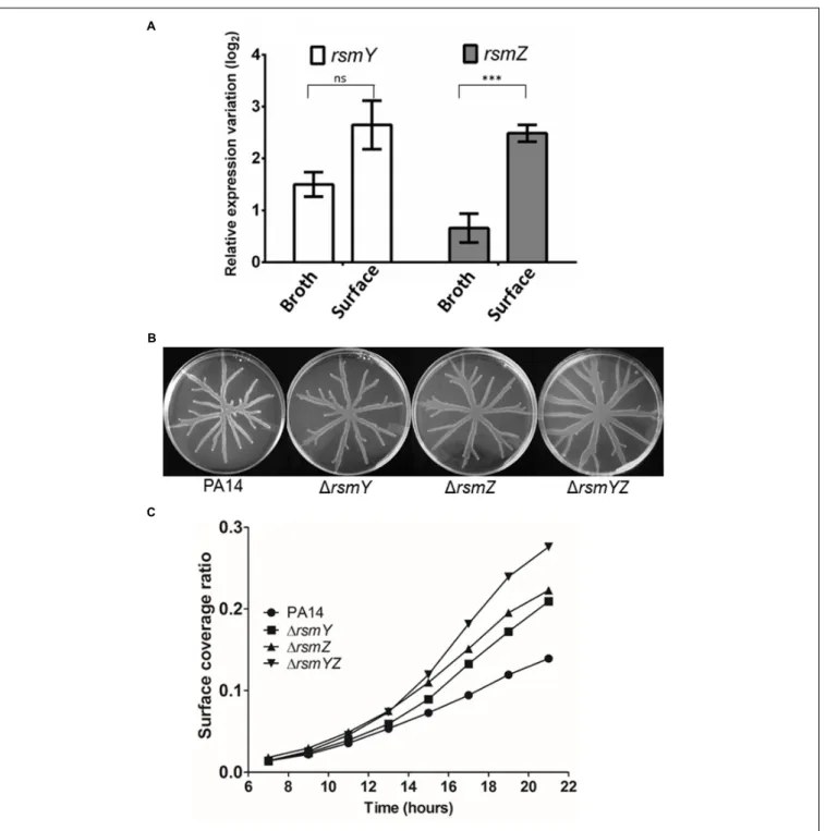 FIGURE 2 | Swarming motility is linked to sRNA expression. (A) Expression of the sRNAs RsmY and RsmZ in the 1hptB mutant strain grown in broth or on a surface (swarming condition) determined by qRT-PCR