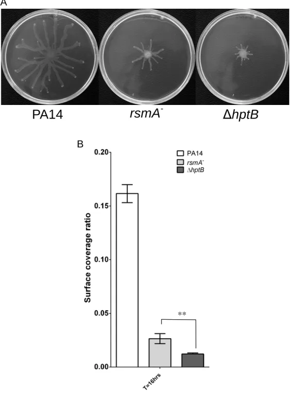 Figure S5: Various swarming phenotype. (A) Swarming motility of the PA14, rsmA -  and  ΔhptB  strains