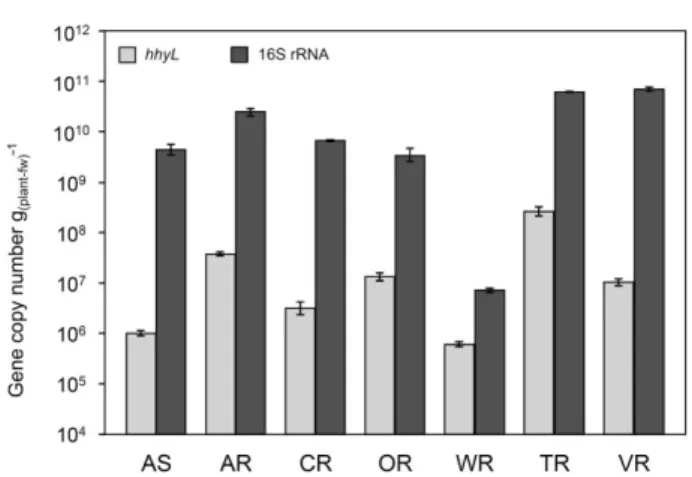 Fig. 1. Copy number of the hhyL and 16S rRNA genes in each