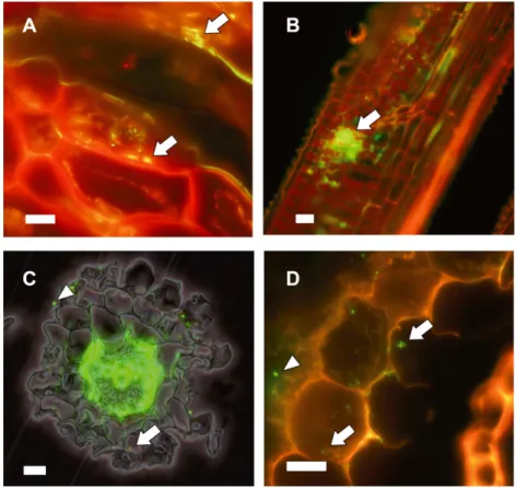 Table S1). This fractionation of the activity showed that the plant fraction can oxidize trace concentrations of H 2 (Fig