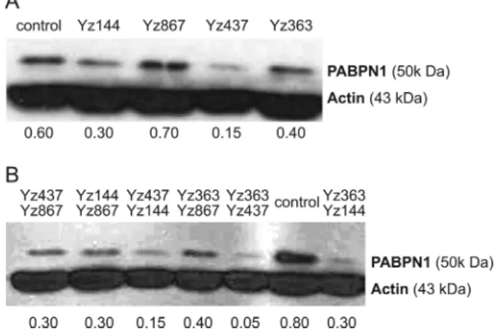Figure 8. Ribozymes are effective in knocking down PABPN1. (A) Dif- Dif-ferent individual ribozymes targeting PABPN1 transcript are able to knock down the level of PABPN1 protein