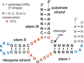 Figure 1. Model of trans-acting hammerhead ribozyme used by RiboSoft. Nucleotides in red correspond to the conserved catalytic core, other  nu-cleotides may vary
