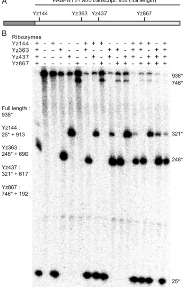Figure 6. Single and combined ribozyme cleavage. (A) The PABPN1 tran- tran-script is illustrated
