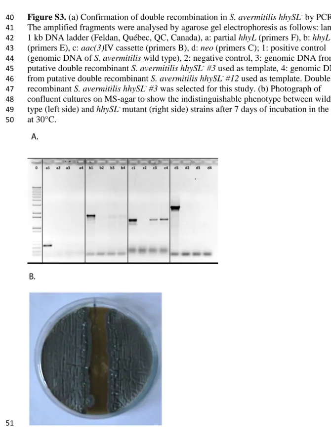 Figure S3. (a) Confirmation of double recombination in S. avermitilis hhySL -  by PCR