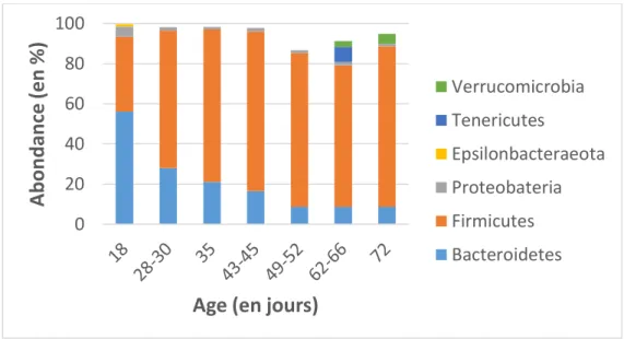 Figure 10 : Evolution temporelle de la composition bactérienne taxonomique du microbiote caecal de  lapin  (à l’échelle des phyla sachant que les phyla dont l’abondance était inférieure à 1% ne sont pas  représentés)
