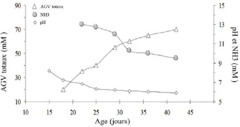 Figure 11 : Evolution de l’activité caecale fermentaire avant sevrage. D’après Gidenne et al., 2008.
