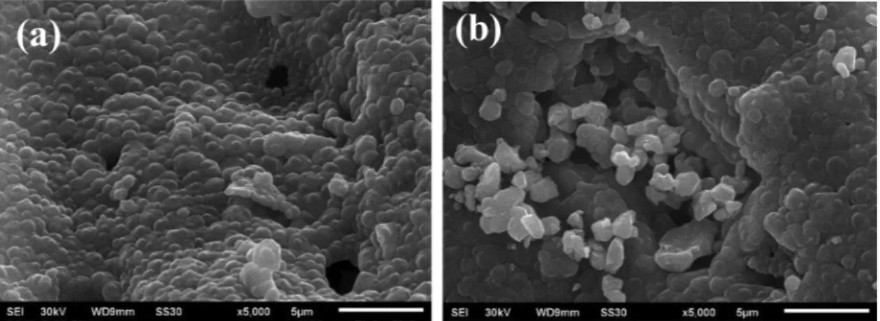 Fig. 6. SEM micrographs of Mg 1-x Co x MoO 4  powders (a): x = 0.3 and (b): x = 0.6 prepared by sol-gel route