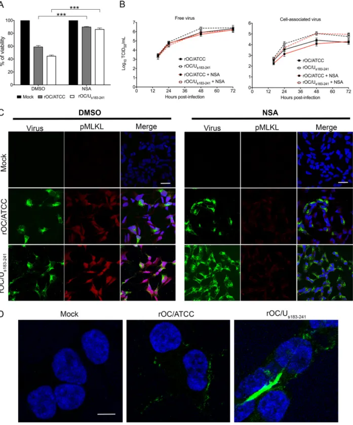 FIG 9 MLKL is involved in LA-N-5 cell death induced by HCoV-OC43. (A) Differentiated LA-N-5 cells were infected with rOC/ATCC or rOC/U s183–241 at an MOI of 0.2 and then treated with 2 ␮M NSA or DMSO