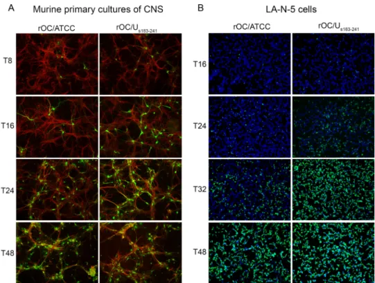 FIG 3 rOC/U s183/241 disseminates more rapidly than rOC/ATCC in neuronal cell cultures