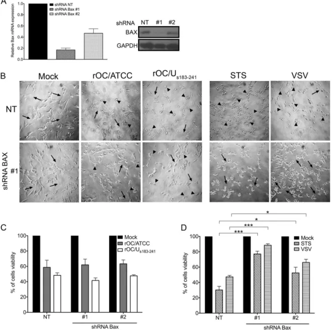 FIG 6 Bax-dependent apoptosis does not play a signiﬁcant role in LA-N-5 cell death induced by HCoV-OC43 infection