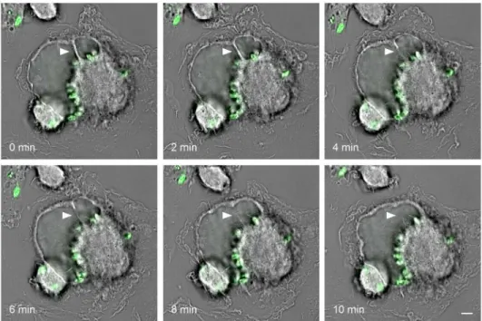 Fig 2. Two communal vacuoles undergoing homotypic fusion. Murine primary macrophages were