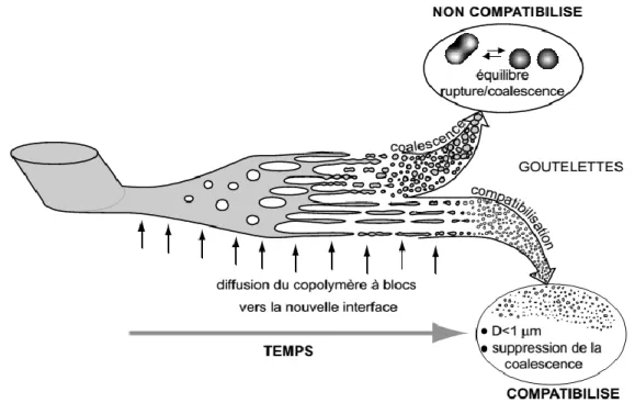 Figure I.3 Représentation schématique du développement de la morphologie dans un 