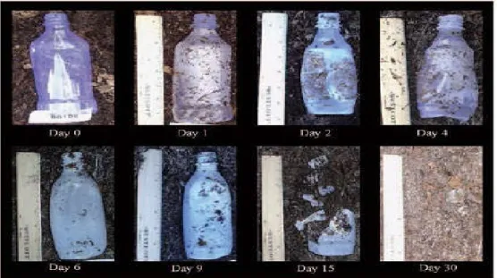 Figure I.15 Biodégradation des bouteilles en PLA dans les conditions réelles de  