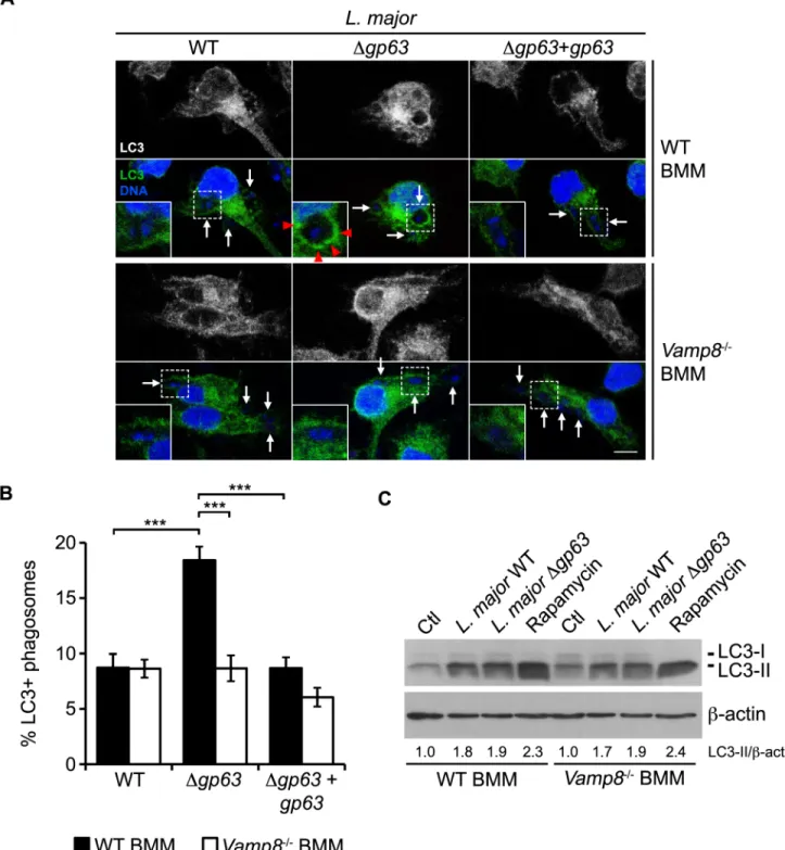 Fig 6. VAMP8 is essential for LC3 recruitment to L. major parasitophorous vacuoles. (A) Confocal microscopy images of WT or Vamp8 -/- -/-C57BL/6 x 129 BMM infected for 1 h with opsonized WT, Δgp63, or Δgp63+gp63 L